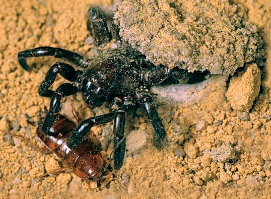 Some spiders make their homes in burrows in the ground.
