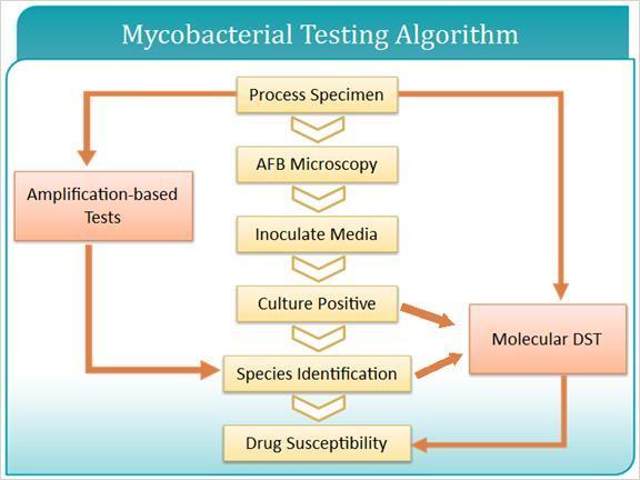 1.2 Mycobacterial Testing Algorithm This slide depicts the overall testing process from specimen receipt to organism identification and drug susceptibility testing.
