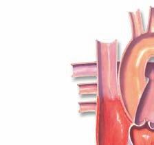 Heart Structure Your heart, which is a hollow organ about the size of a clenched fist, is composed almost entirely of muscle.