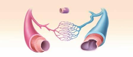 Connective Tissue Helps vessels, especially arteries, expand under pressure and connects them to surrounding tissue ARTERY Arteriole Very small arteries that deliver blood to capillaries CAPILLARY