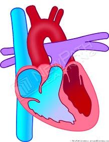 There is an upper and lower chamber on each side of the heart. The upper chambers are known as the atria, and the lower chambers are known as the ventricles.