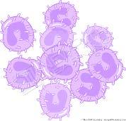 White blood cells are also produced in the bone marrow and are the disease fighters of the body.