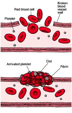 Clotting: Involves a series of enzyme controlled reactions resulting