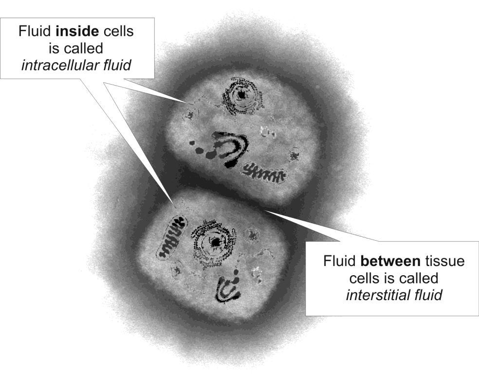 Interstitial Fluid All of the cells and tissues of the body must be continually bathed by fluids.