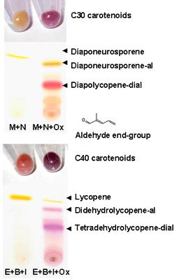 Directed evolution of this enzymes creates novel E. coli color phenotypes.