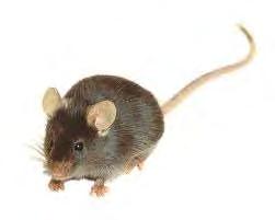 Tg2576 Mouse Model of Alzheimer s Disease Tg2576 mice: Overexpress human APP 695 Develop memory deficits and