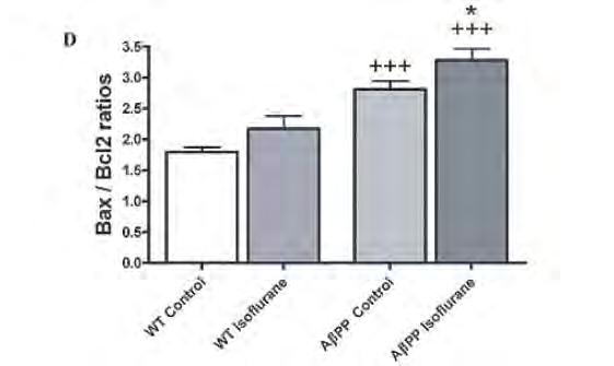 Effects of Isoflurane Treatment on Apoptotic Cell Death p = 0.