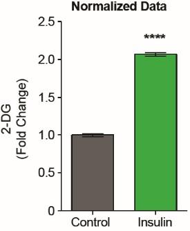 The insulin-dependent response can be quantified using the GLUT inhibitor cytochalasin B.