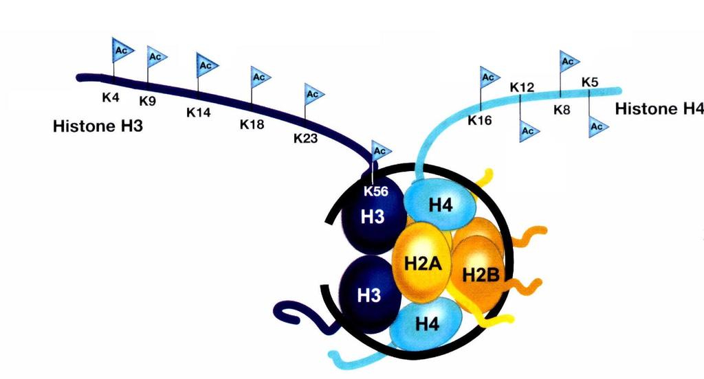 Histone modifications Nucleosome Core Particles Core Histones: H2A, H2B, H3, H4 Covalent modifications on histone tails include: methylation (me), acetylation