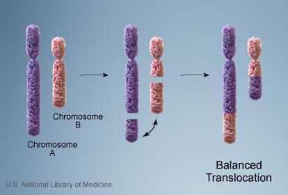 Cytogenetic analyses Chromosomal
