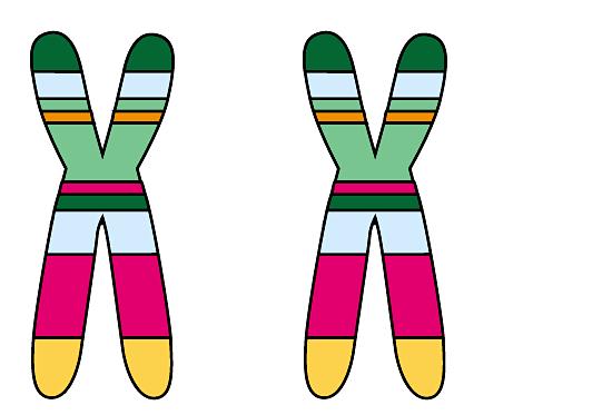 Chromosomes MEIOSIS AND are CROSSING matched in homologous OVER pairs Each synapsis is made up of 2 pairs of sister