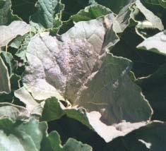 Melon powdery mildew caused by: Podosphaera xanthii formerly known as