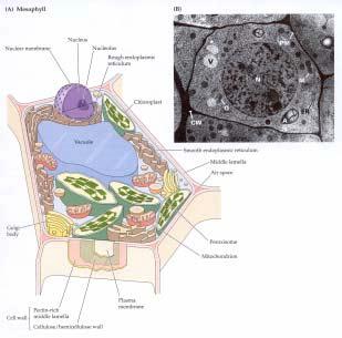 view of a plant cell The physiological mode of action Fungicides are metabolic pathway inhibitors Fungicides can be placed in groups with respect to their general mode of action This has been done by