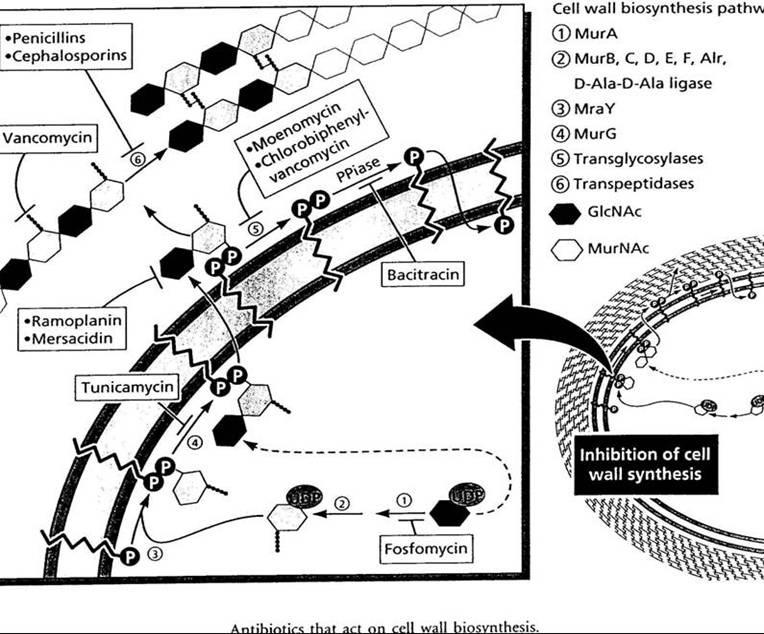 A validated established specific antibiotic target is the bacterial peptidoglycan biosynthesis Cell wall biosynthesis pathway