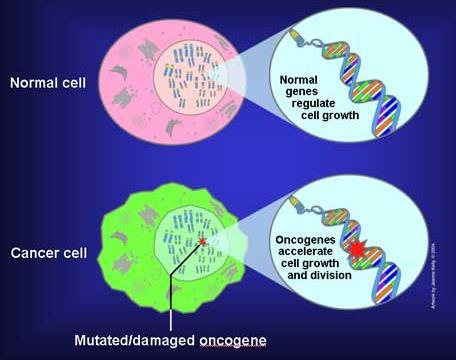 In tumor cells, they are often mutated or expressed at high
