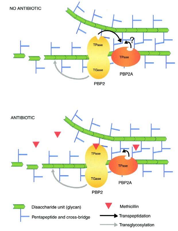 Model for the cooperative functioning of the TGase domain of PBP2 and the TPase activity of PBP2A in