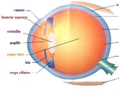 Cataract or lens opacities?