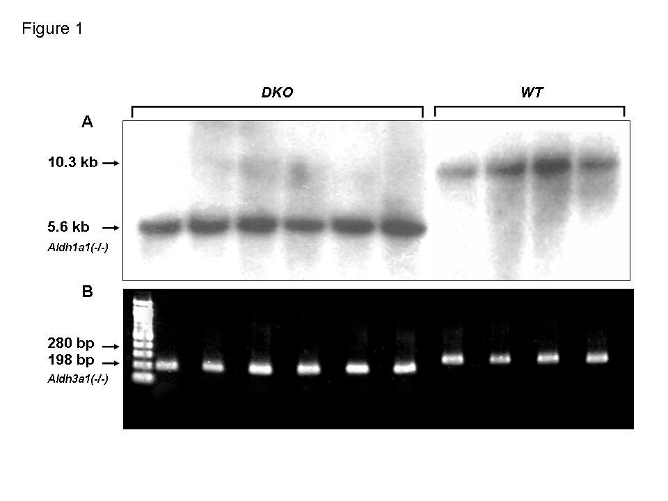 Supplementary Figure 1. Generation of Aldh1a1/Aldh3a1 deficient mice. (A) Southern blot analysis of wild type [WT, 10.3 kb] and double knockout mice [DKO, 5.6 kb] for the Aldh1a1(-/- ) allele.