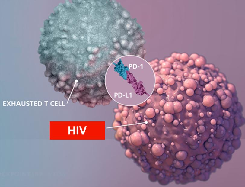 in boosting HIV-specific T cell immunity Some concerns