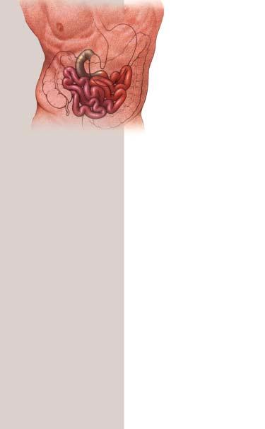 Duodenum Jejunum Ileum The small intestine, which is about six metres (20 feet) long is where most digestion takes place. The small intestine is divided into three sections.