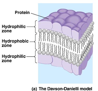 Davson-Danielli Danielli s Sandwich Model of membrane structure (1935): Stated that the membrane was made up of a