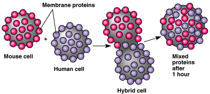 proteins than spanned membrane).