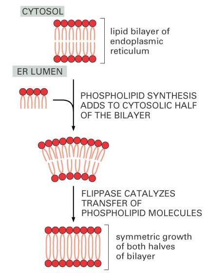 ER is where phospholipids get synthesized and added to the endomembrane