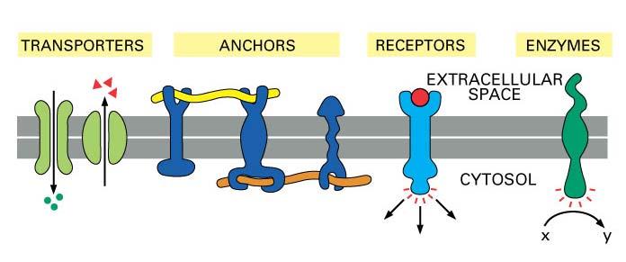 Integral or transmembrane proteins play several different roles in a cell.