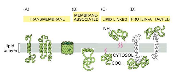 Membrane proteins can associate with the