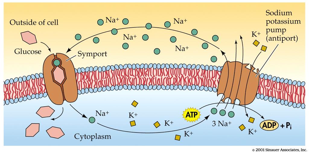 Secondary Active Transport An example is the symport system found in intestinal cells, which moves