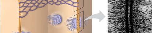 Forming continuous seals around the cells, tight junctions prevent leakage of extracellular fluid across a layer of