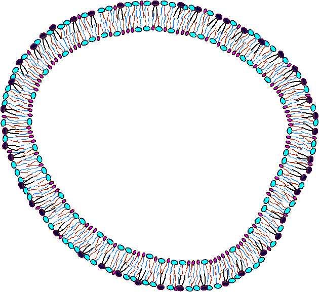 This figure represents an old cell membrane. The level of PC in this cell membrane is low and the SM molecules have become a significant portion of the total phospholipid content.