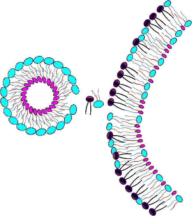 The Nanosomeä and the aging cell membrane begin moving toward a New Equilibrium, a process in which molecules from the cell membrane will be exchanged with molecules from the Nanosomeä.