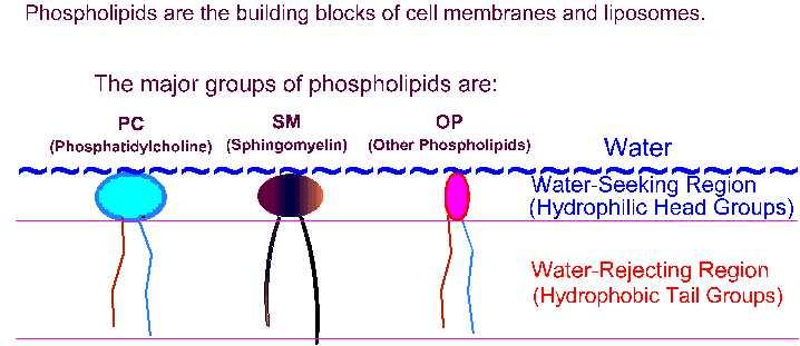 PART I: Introduction to Phospholipids, Liposomes, and Cell Membranes What are lipids?
