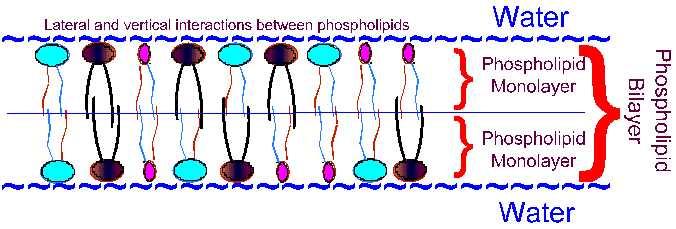2. When phospholipids are immersed in water, they arrange themselves so that their hydrophilic regions point toward the water and their hydrophobic regions point away from the water.