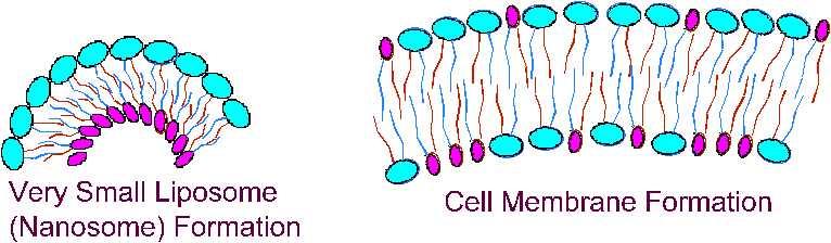 The interaction and rejection forces between phospholipids and water cause phospholipids to organize themselves as bilayers.