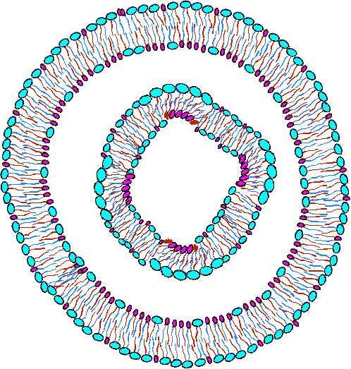 Large, Multiple layer Liposome Very Small, Single Bilayer Liposome (Nanosomeä ) High PC-Content Liposomes are Better Since very small liposomes (Nanosomesä) made with various phospholipid types can