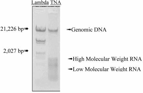 Gel electrophoresis was performed using a Lambda marker to indicate sizes of genomic DNA, high molecular weight RNA, and low molecular weight RNA. Figure 1. Analysis of TNA on a 0.8% agarose gel.