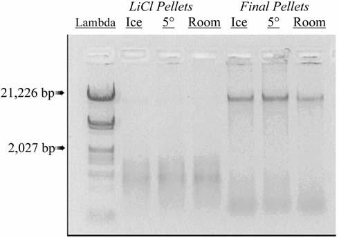 EFFECTIVE REMOVAL OF HIGH MOLECULAR WEIGHT RNA 61 The sample incubated at -20 C yielded a large amount of genomic DNA.