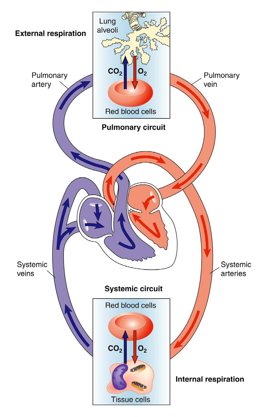 12.3 The cardiovascular system The cardiovascular system is the heart and the body s blood-transporting network of arteries, veins and smaller vessels.