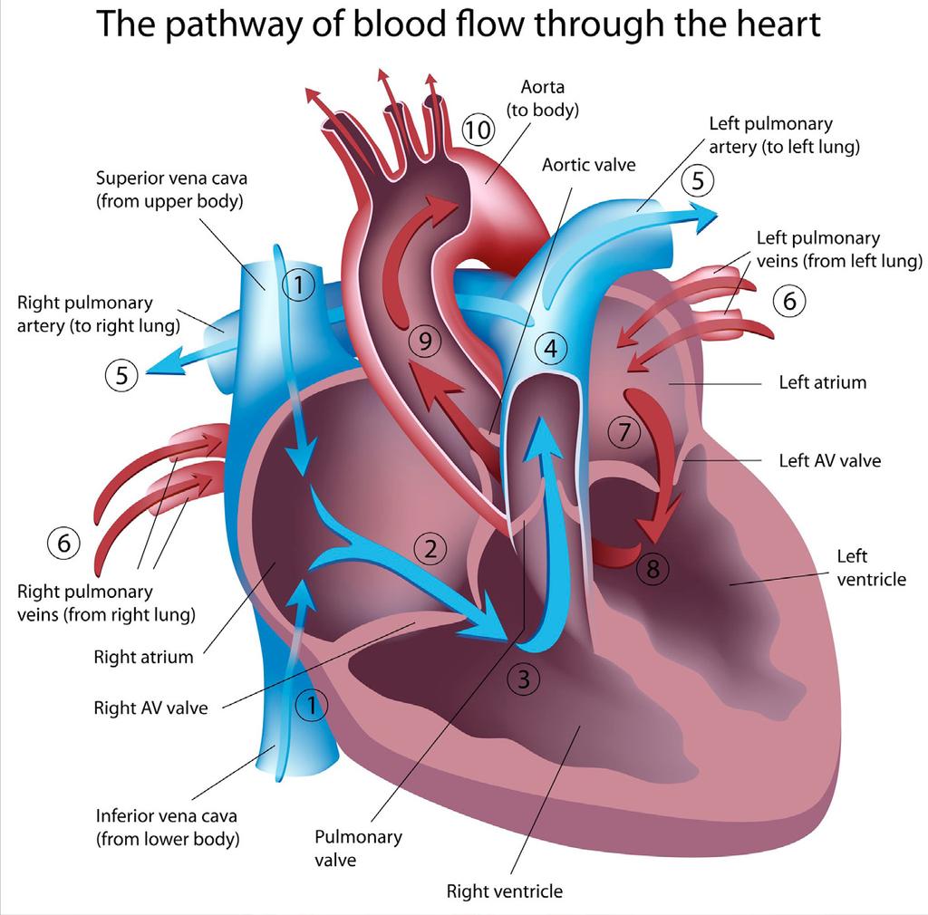 12.5 The heart The heart is a muscular organ which is pyramidal in shape. It lies within the thoracic cavity between the lungs.