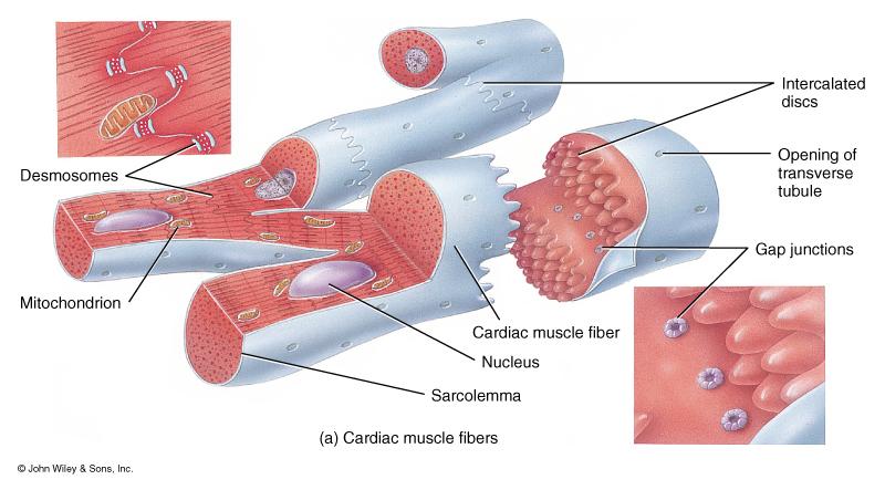Cardiac Muscle Tissue (review) What two types of intercellular junctions are found at