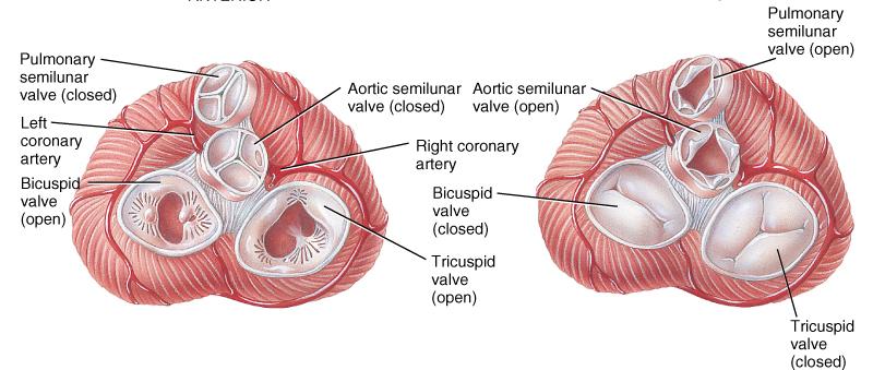 Skeleton of the Heart and Valve Function Which side