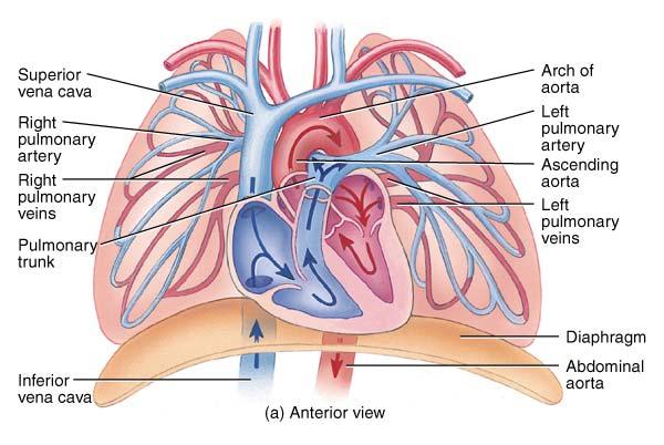 The Pulmonary Circuit Describe the pathway of one RBC from the heart, through the pulmonary circuit, and back
