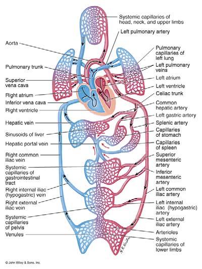 The Systemic Circuit Why does fetal circulation allow mixing of blood between the two circuits?