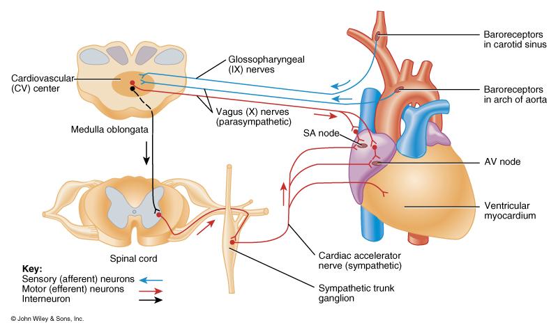 The Heart as an Effector in Blood Pressure Regulation