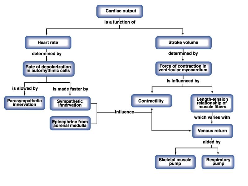 Concept Map: Cardiac Output Where are the receptors