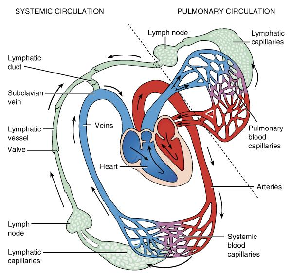 Scheme for Lymphatic Circulation In what way(s) is the lymphatic circulatory system different than the blood circulatory system?