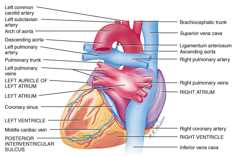 Surface Anatomy of the Heart (posterior view) Structure