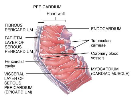in the pericardial cavity.